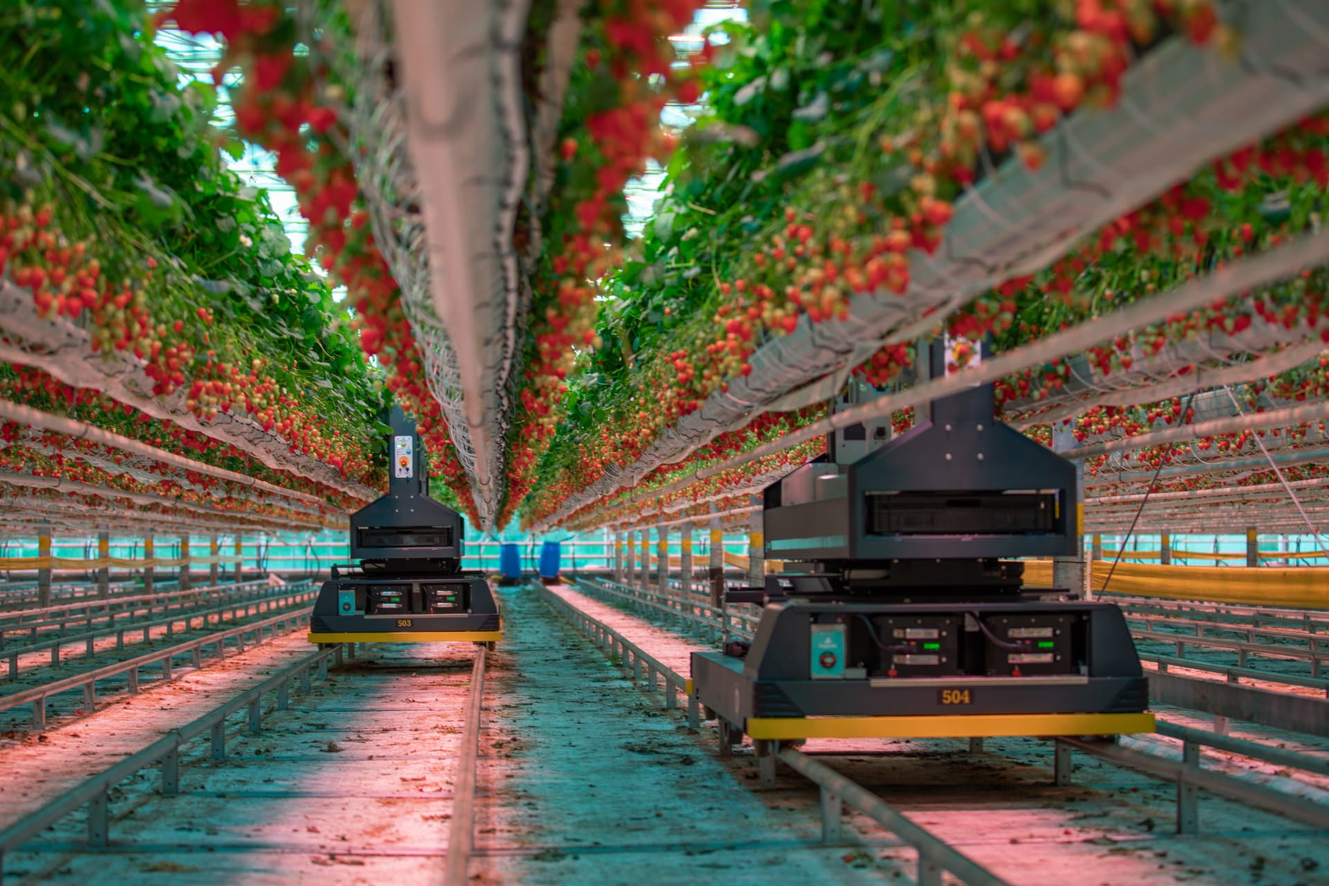 Robotic strawberry harvesting in a commercial glasshouse