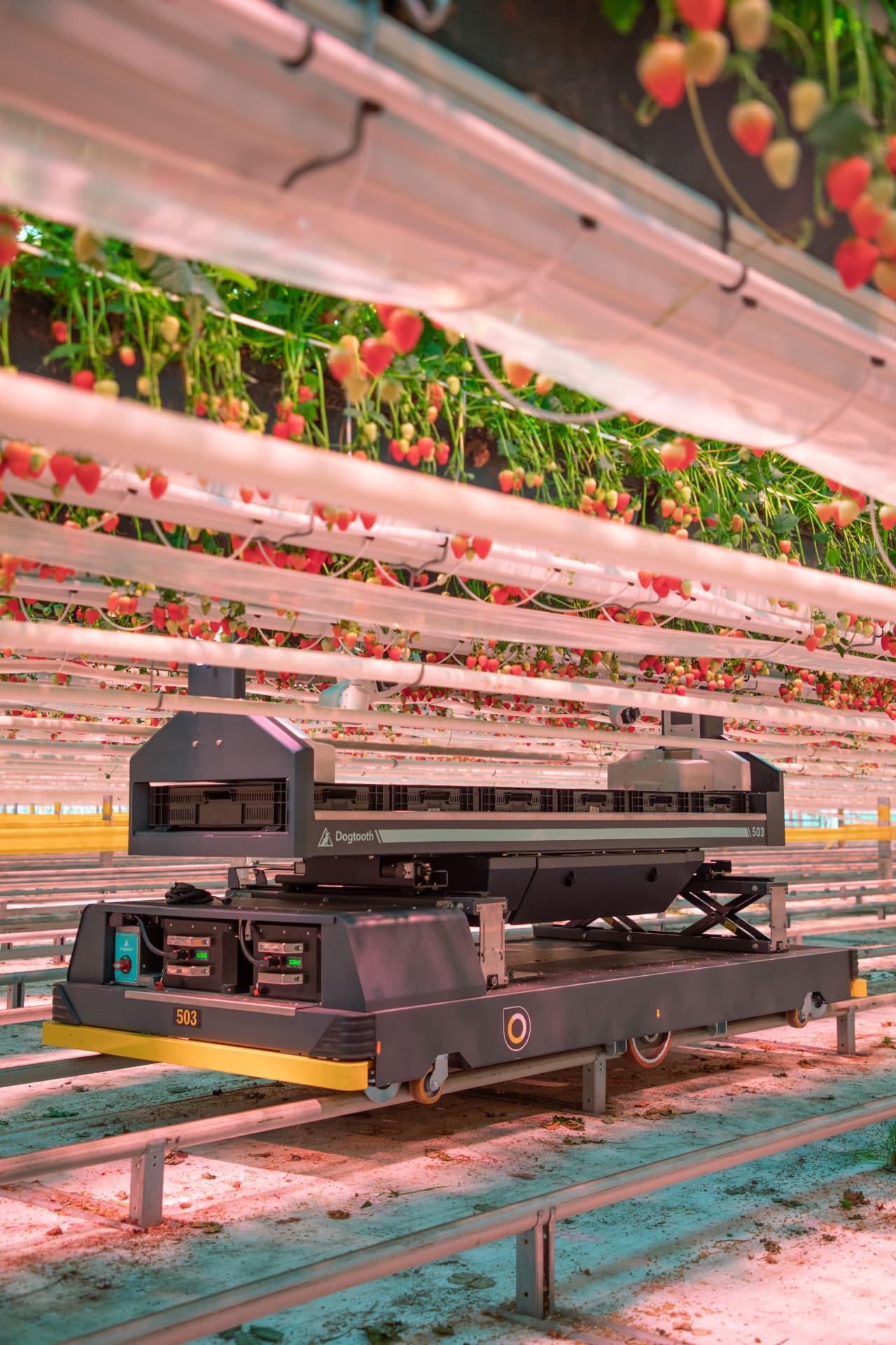 Autonomous picking robot beneath rows of strawberries
