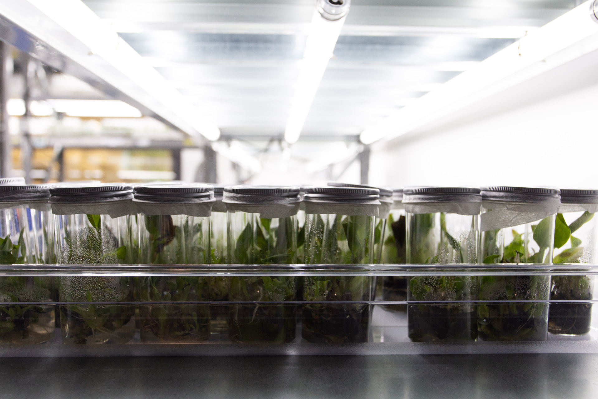 Rows of plant tissue cultures under laboratory lighting